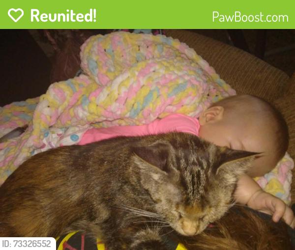 Reunited Female Cat last seen 52nd and Federal, Denver, CO 80221