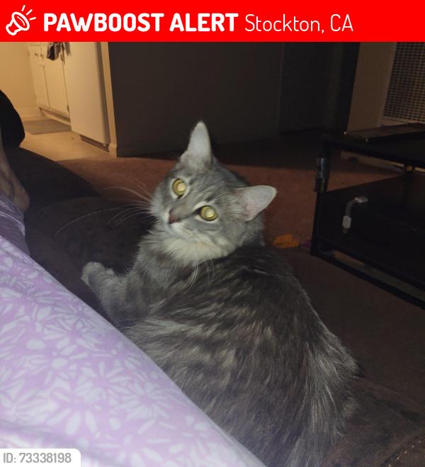 Lost Female Cat last seen Fremont, Stockton, CA 95205