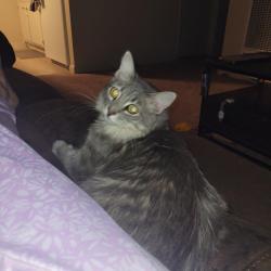 Lost Female Cat last seen Fremont, Stockton, CA 95205