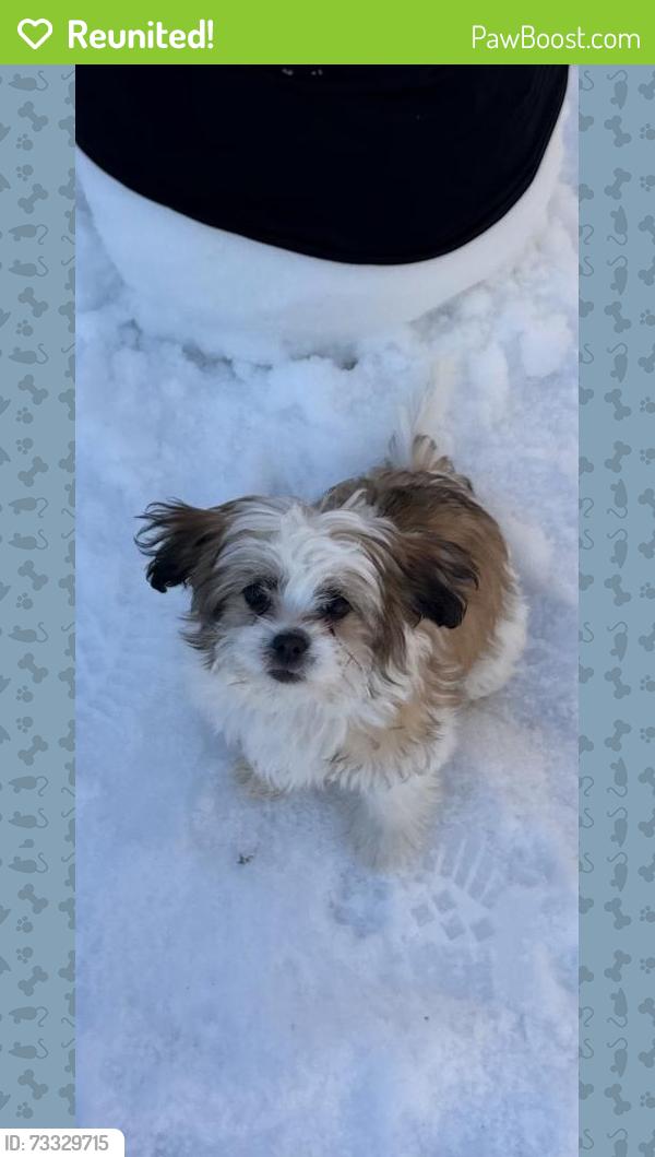 Reunited Female Dog last seen Close to O’reily, dollar tree, sunnyvale., Mesquite, TX 75150