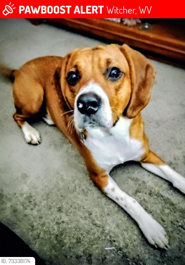 Lost Male Dog last seen Witcher Creek, Witcher, WV 25015