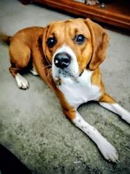 Lost Male Dog last seen Witcher Creek, Witcher, WV 25015