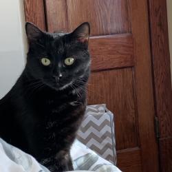 Reunited Female Cat last seen On Ash Street (even numbers) between Grosvenor and Corydon., Winnipeg, MB R3N 0R2