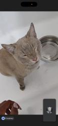 Reunited Male Cat last seen Near West 54th Street, Los Angeles, CA 90062