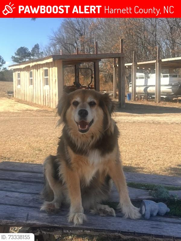 Lost Female Dog last seen Leaflet church rd, Mcdougald rd, Hwy 27, Page rd, Harnett County, NC 27552