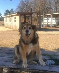 Lost Female Dog last seen Leaflet church rd, Mcdougald rd, Hwy 27, Page rd, Harnett County, NC 27552