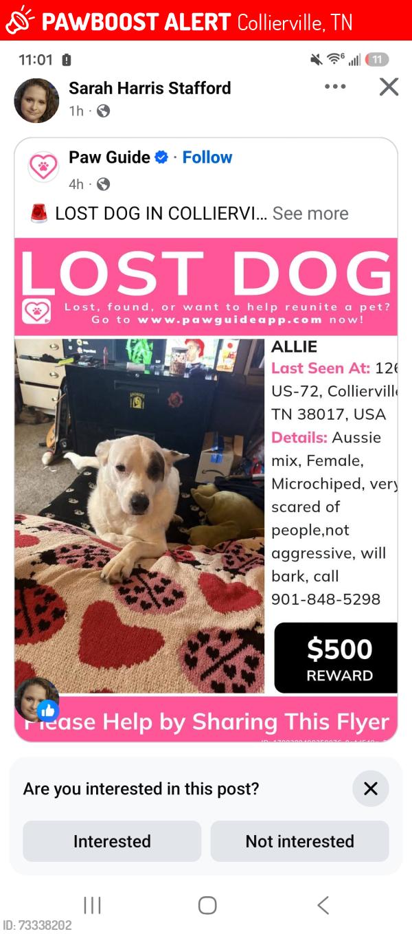 Lost Female Dog last seen BBQ restaurant, Collierville, TN 38017