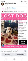Lost Female Dog last seen BBQ restaurant, Collierville, TN 38017