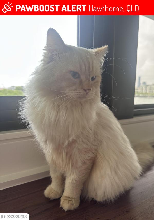 Lost Male Cat last seen Gordon street Hawthorne, Hawthorne, QLD 