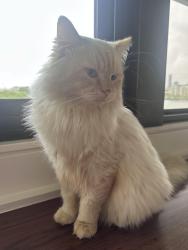 Lost Male Cat last seen Gordon street Hawthorne, Hawthorne, QLD 