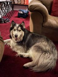Reunited Male Dog last seen el norte parkway and woodland parkway, Escondido, CA 92026