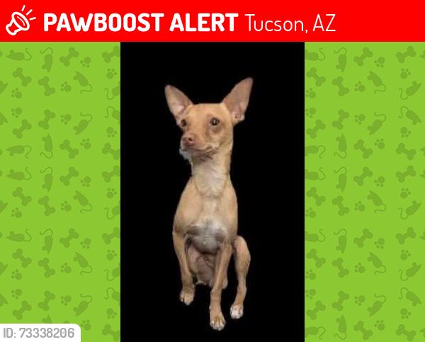 Lost Male Dog last seen Speedway and kolb, Tucson, AZ 85710