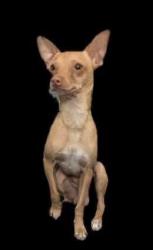 Lost Male Dog last seen Speedway and kolb, Tucson, AZ 85710