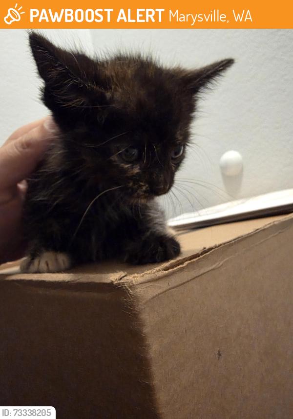 Found/Stray Female Cat last seen Grove Elementary school, Marysville, WA 98270