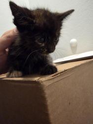 Found/Stray Female Cat last seen Grove Elementary school, Marysville, WA 98270