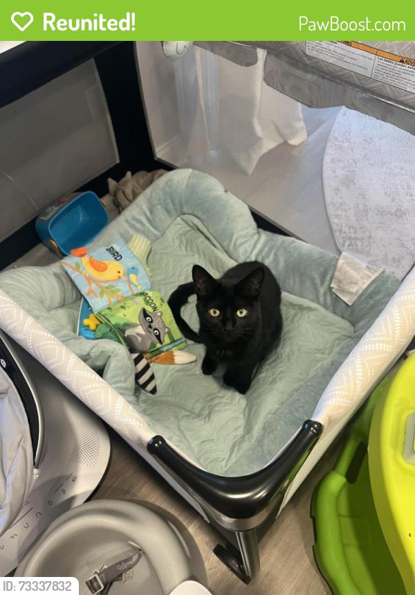 Reunited Male Cat last seen Fox Run and Prairie, Algonquin, IL 60102