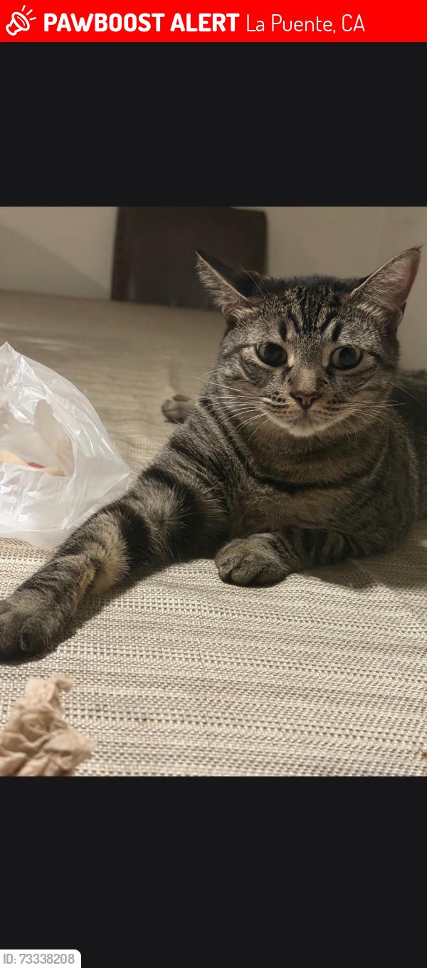 Lost Female Cat last seen Hacienda, La Puente, CA 91744