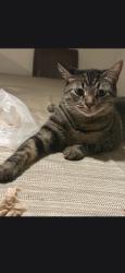 Lost Female Cat last seen Hacienda, La Puente, CA 91744