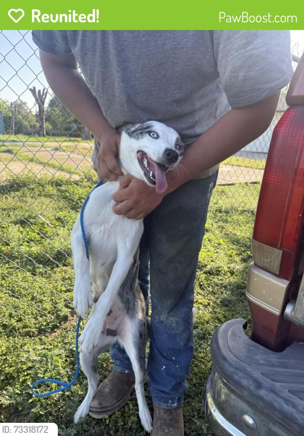 Reunited Male Dog last seen T-Mobile 78238, San Antonio, TX 78238