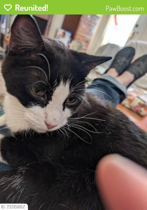 Reunited Male Cat last seen Morganford and Bates, St. Louis, MO 63116