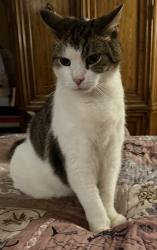 Reunited Male Cat last seen Levering Mill Rd and Bryn Mawr Ave, Bala Cynwyd, PA 19004