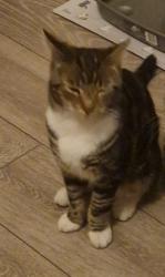 Lost Male Cat last seen Burton upon trent, shobnall road, 6 bass cottages, Burton upon Trent, England DE14 2AY