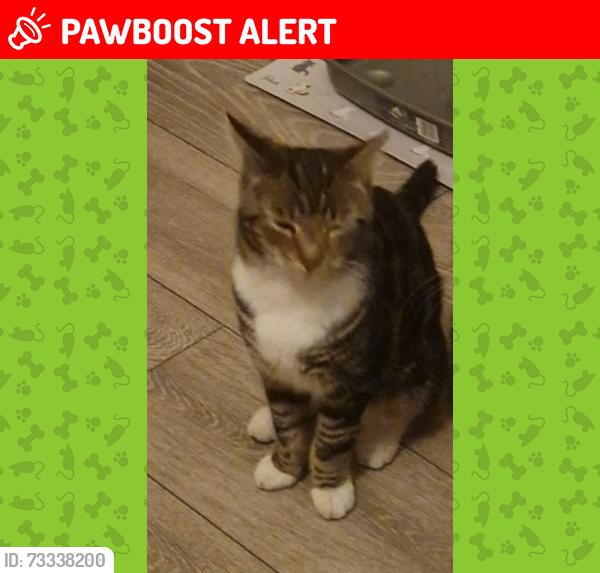 Lost Male Cat last seen Burton upon trent, shobnall road, 6 bass cottages, Burton upon Trent, England DE14 2AY
