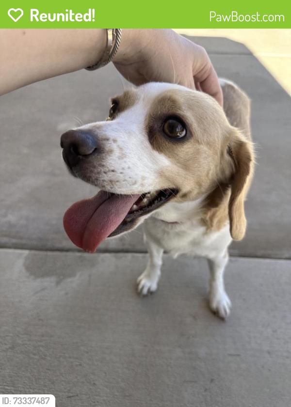 Reunited Female Dog last seen E country club dr, Henderson, NV 89015