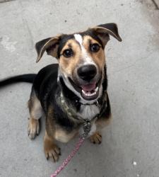 Found/Stray Unknown Dog last seen Marcwade & Kenalan, San Diego, CA 92154
