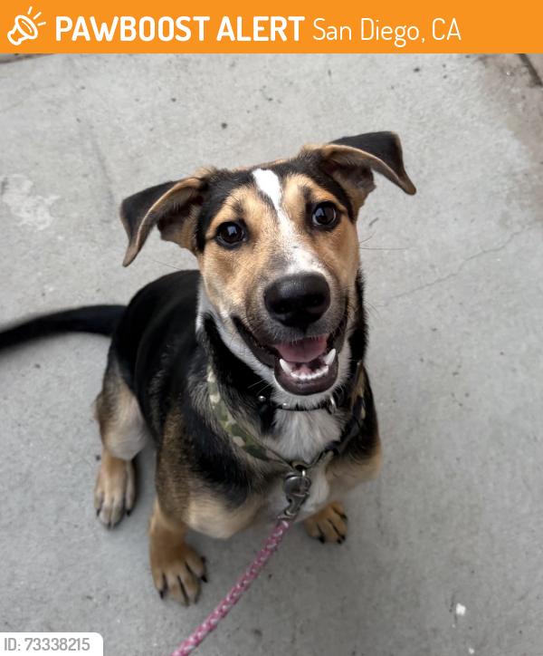 Found/Stray Unknown Dog last seen Marcwade & Kenalan, San Diego, CA 92154