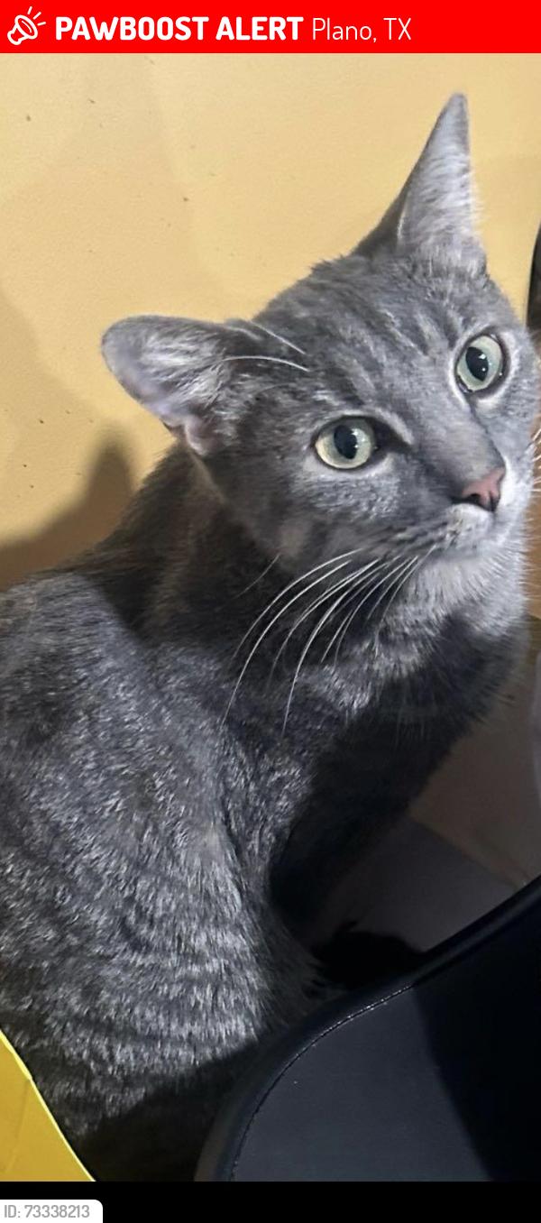 Lost Male Cat last seen Mission ridge and spring creek, Plano, TX 75023