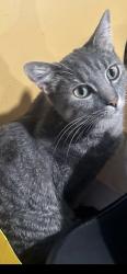 Lost Male Cat last seen Mission ridge and spring creek, Plano, TX 75023