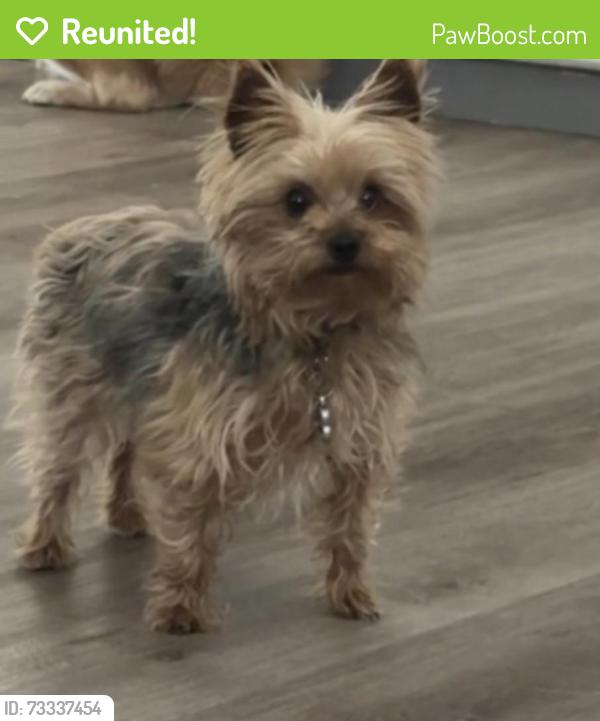 Reunited Female Dog last seen Silverado Ranch, Las Vegas, NV 89101