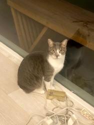 Reunited Female Cat last seen Mainsail st. Schooner st., Foster City, CA 94404