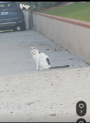 Found/Stray Unknown Cat last seen Korean Bell, Los Angeles, CA 90731