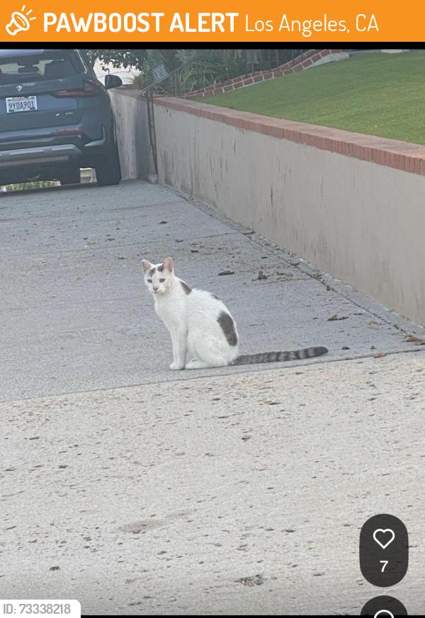 Found/Stray Unknown Cat last seen Korean Bell, Los Angeles, CA 90731