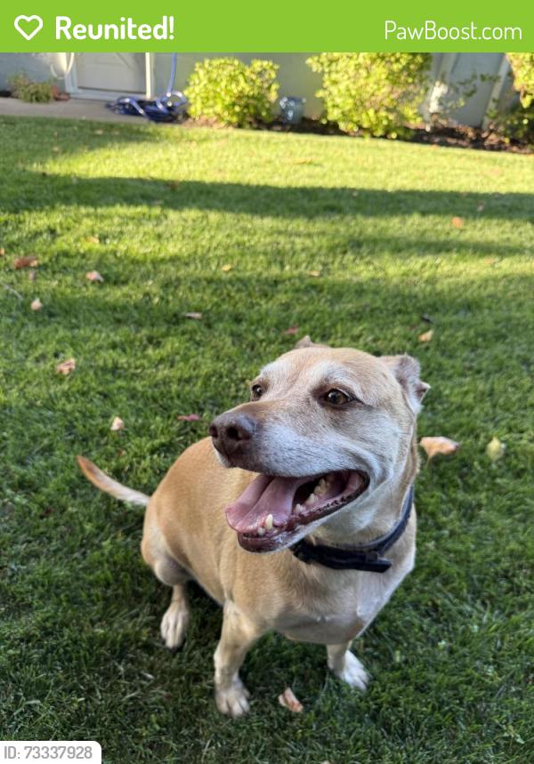 Reunited Male Dog last seen Doray Drive and Contra Costa Ave (Gregory Gardens neighborhood), Pleasant Hill, CA 94523