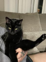 Reunited Female Cat last seen Ellmar oaks drive, Waterford park apmts, San Jose, CA 95136