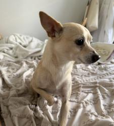 Found/Stray Male Dog last seen Near west thomas road, Phoenix, AZ 85031