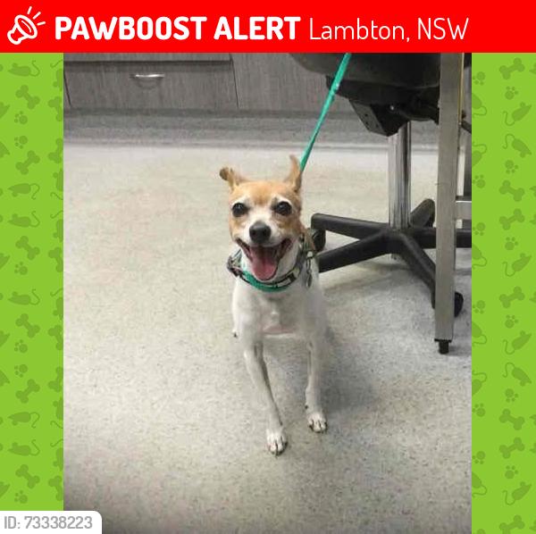 Lost Female Dog last seen Morehead st, Lambton, NSW 2299