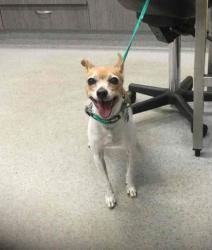 Lost Female Dog last seen Morehead st, Lambton, NSW 2299