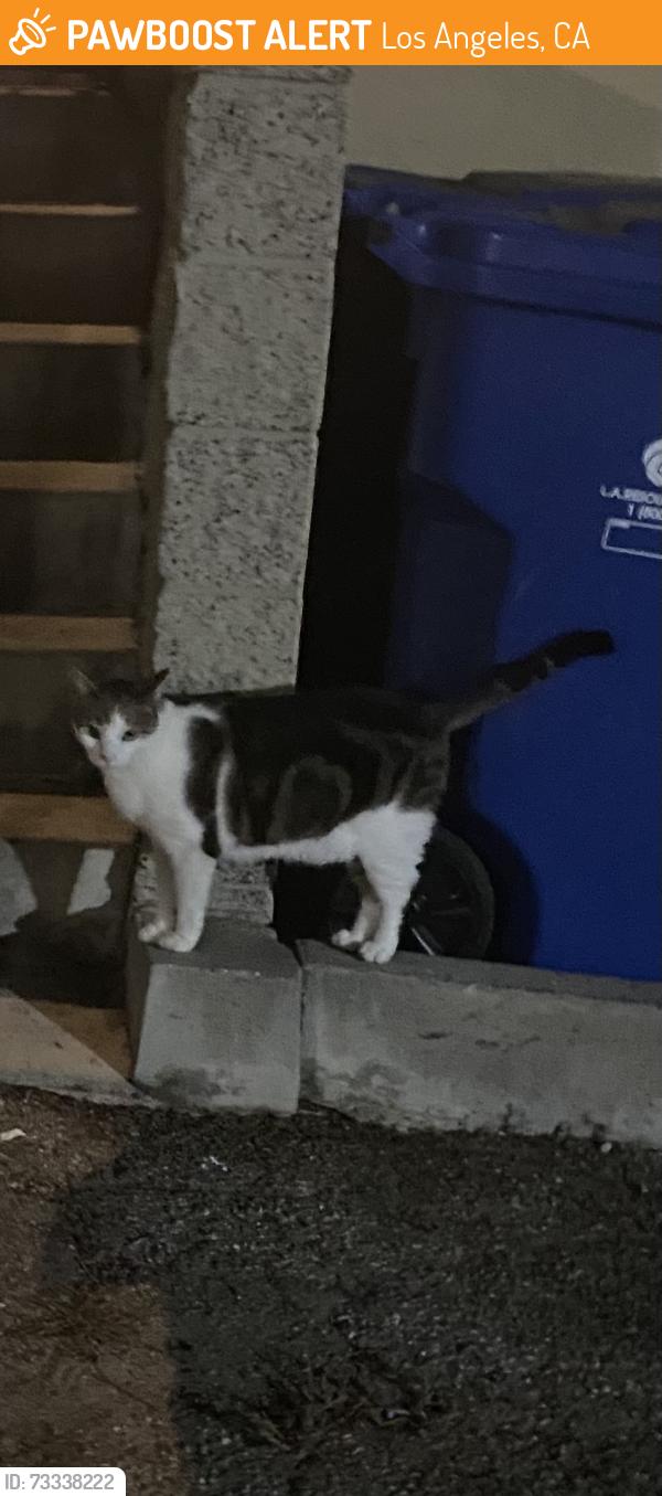 Found/Stray Female Cat last seen Korean Bell, Los Angeles, CA 90731