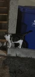 Found/Stray Female Cat last seen Korean Bell, Los Angeles, CA 90731