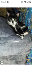 Lost Female Cat last seen Hughes and Woodward Hights, behind the Hazel Park high School. Hazel Park Mi. 48030, Hazel Park, MI 48220