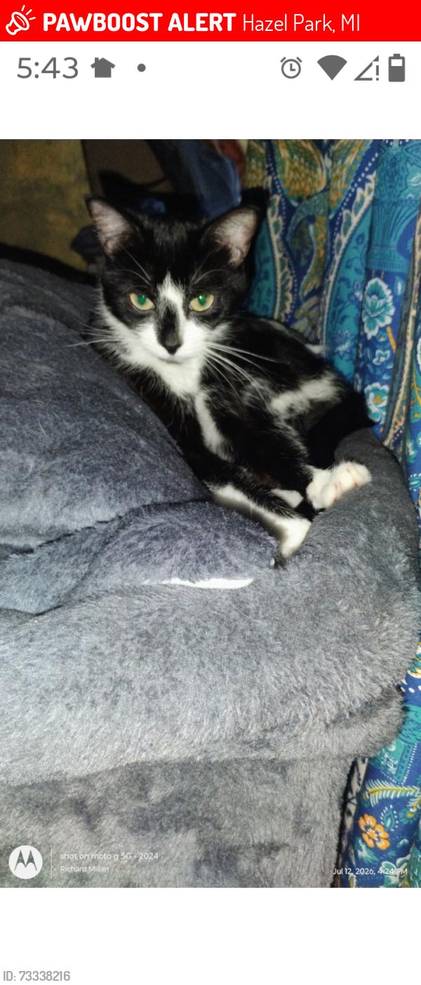 Lost Female Cat last seen Hughes and Woodward Hights, behind the Hazel Park high School. Hazel Park Mi. 48030, Hazel Park, MI 48220