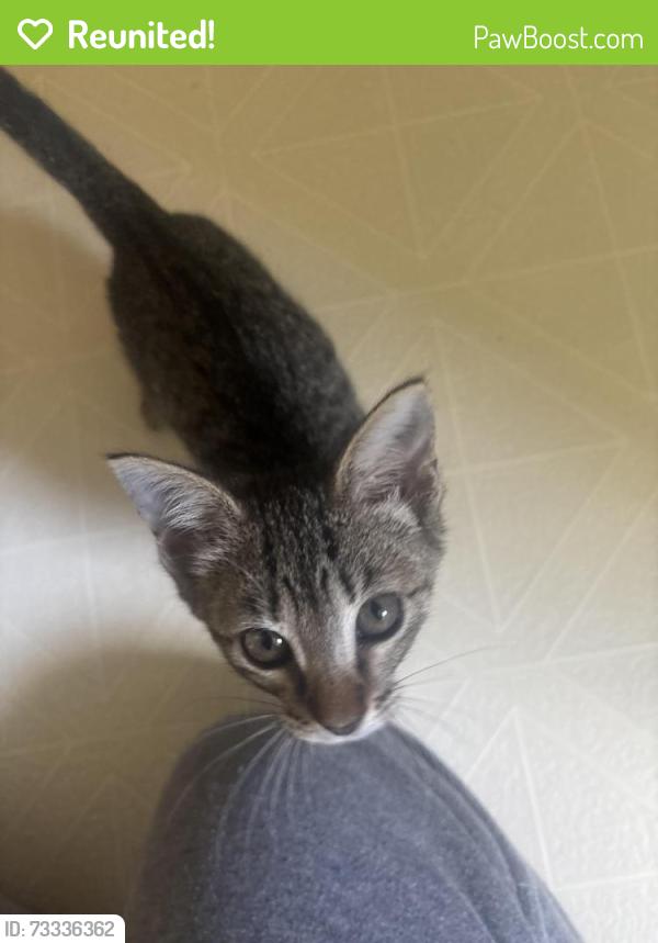 Reunited Female Cat last seen in front of my hse, Salisbury, NC 28146