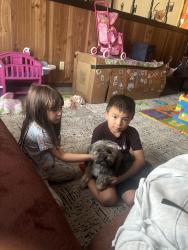 Lost Female Dog last seen fairbanks, El Paso, TX 79924