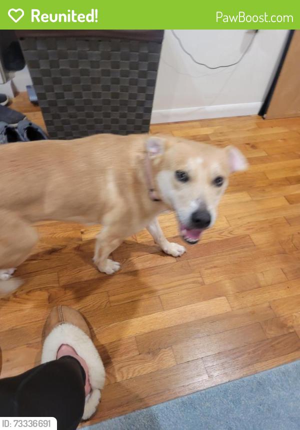 Reunited Female Dog last seen Orchard and Froude, Ocean Beach, San Diego, CA 92107