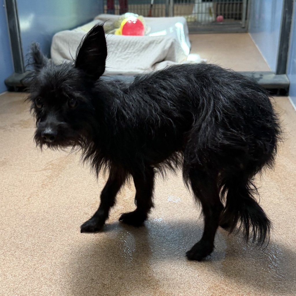 Shelter Stray Female Dog last seen Near Questor Place, San Diego, CA, 92108, 5500 Gaines St, San Diego, CA 92110, USA