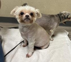 Shelter Stray Female Dog last seen Mission Avenue, Oceanside, CA, 92054, Oceanside, CA 92058, USA